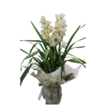 Cymbidium