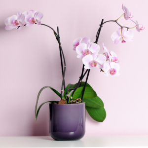 Orchidee